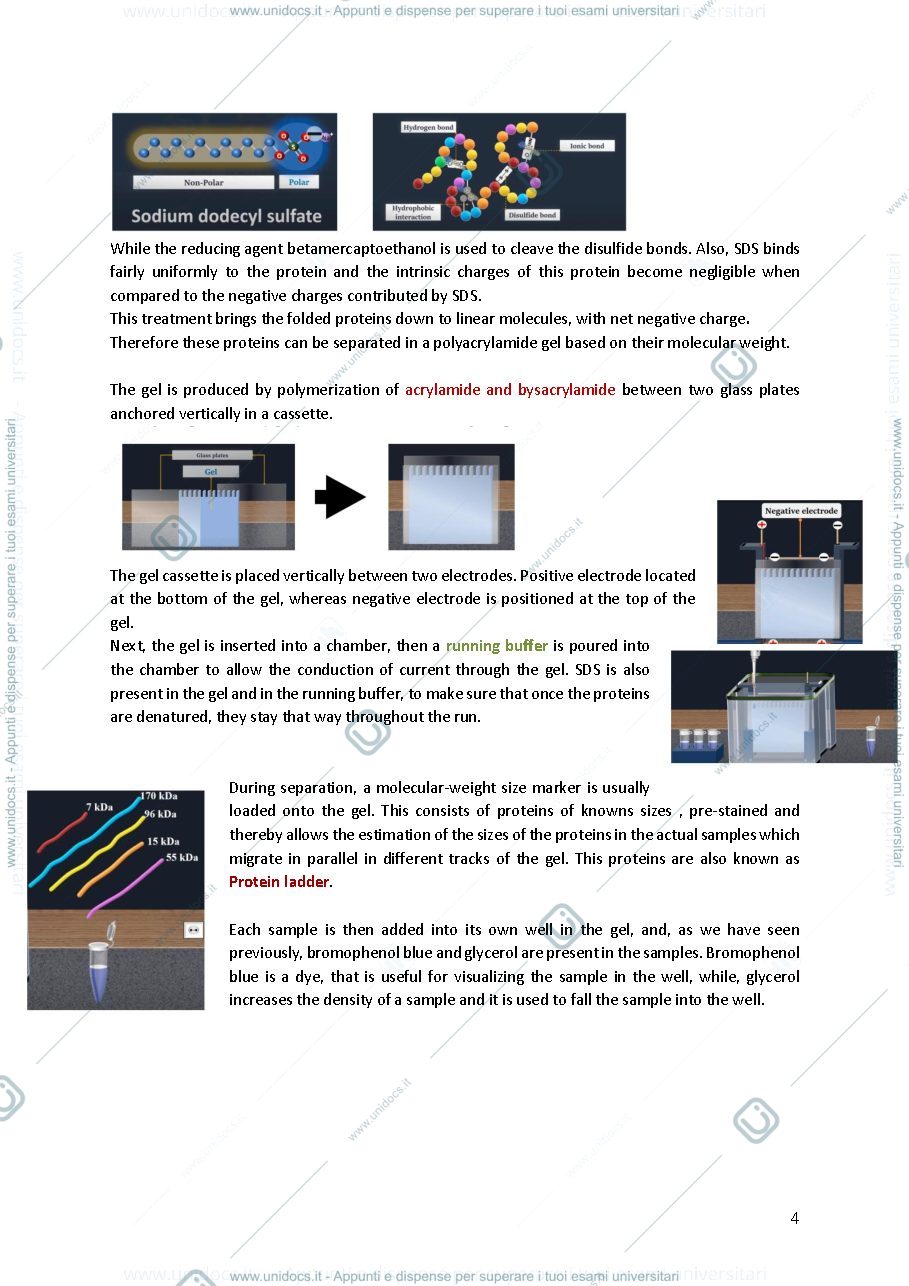 Anteprima pagina 4 — Advanced cell biology and biotechnology 