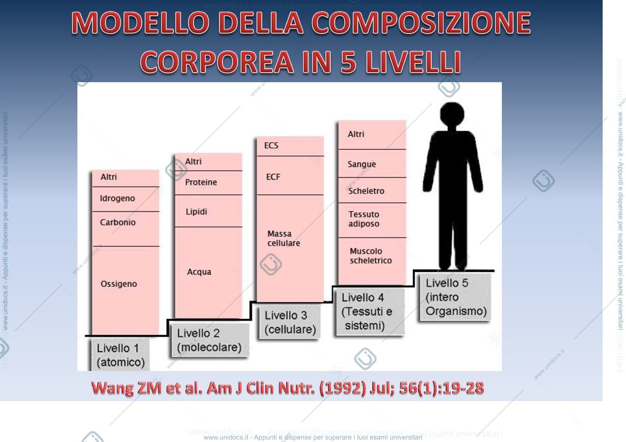 Anteprima pagina 2 — Composizione corporea - BMI