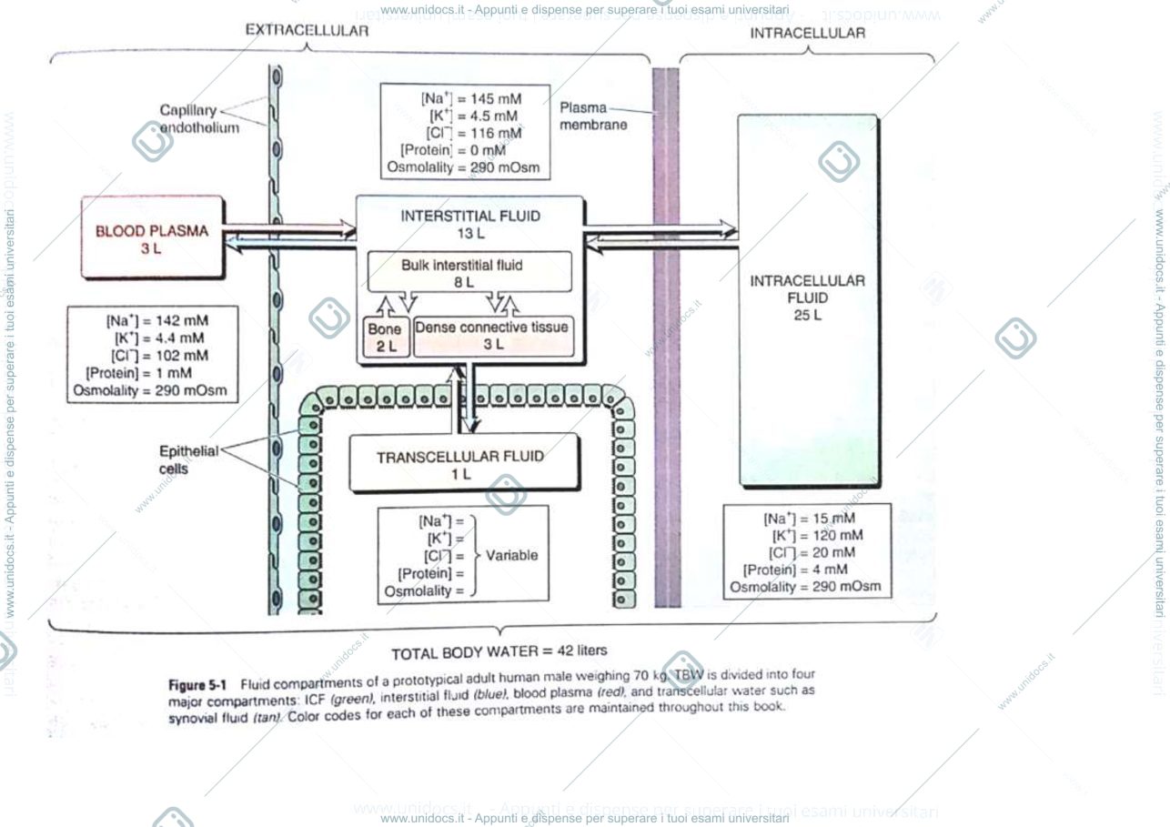 Anteprima pagina 3 — ACQUA E TRASPORTO TRANSMEMBRANA 2020