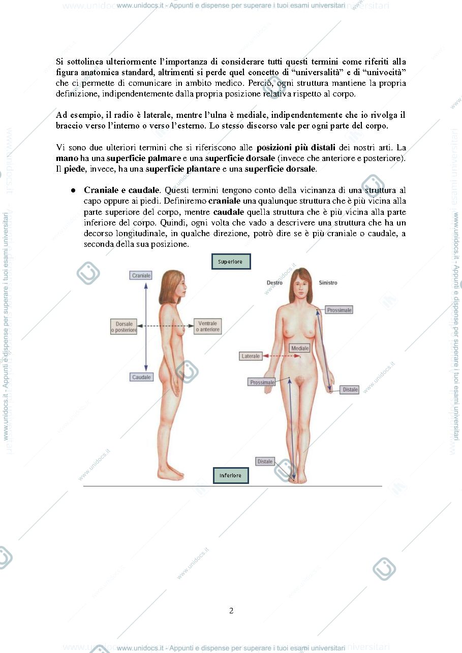 Anteprima pagina 2 — ANATOMIA INTRODUZIONE