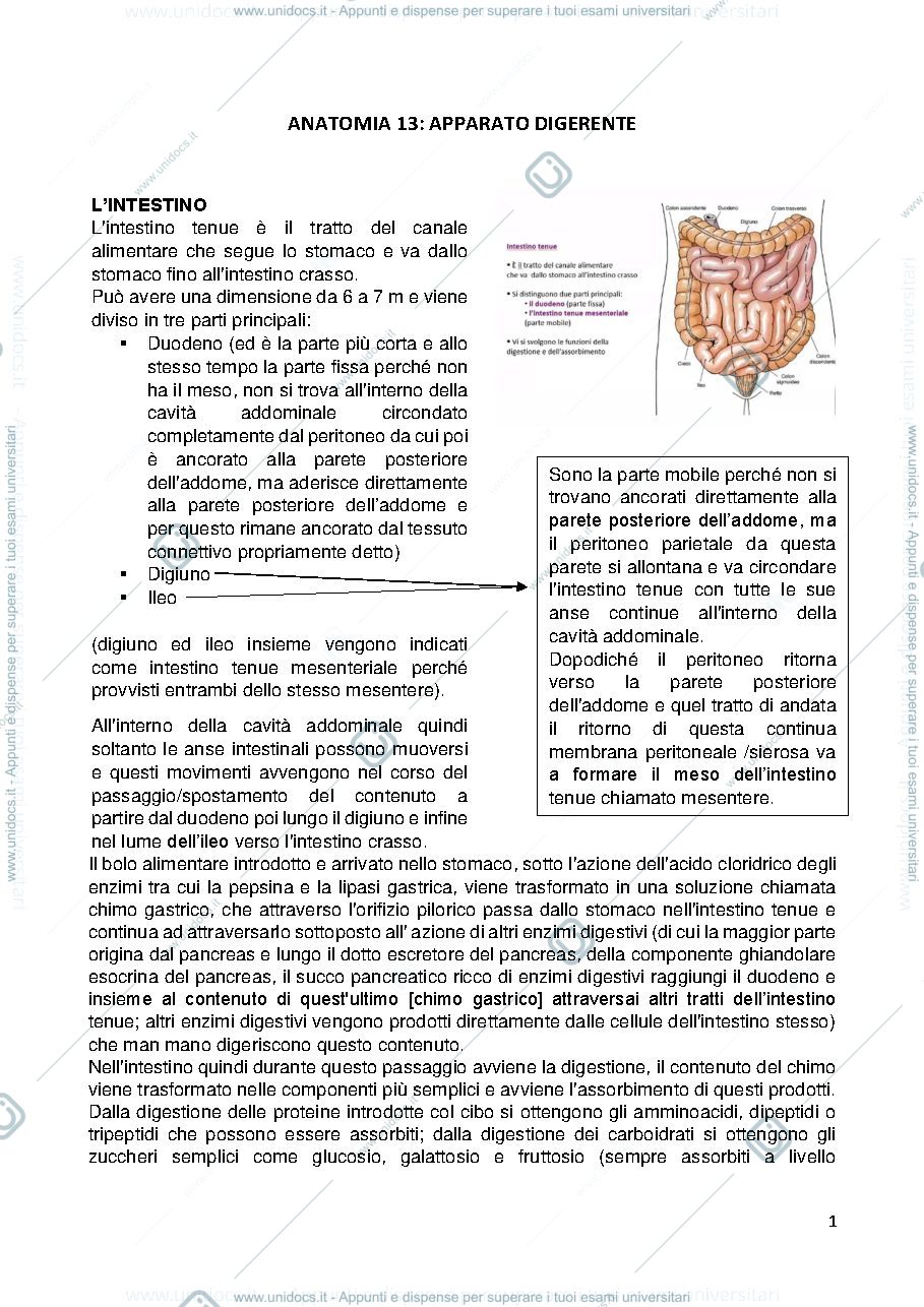 Anteprima pagina 1 — Apparato digerente