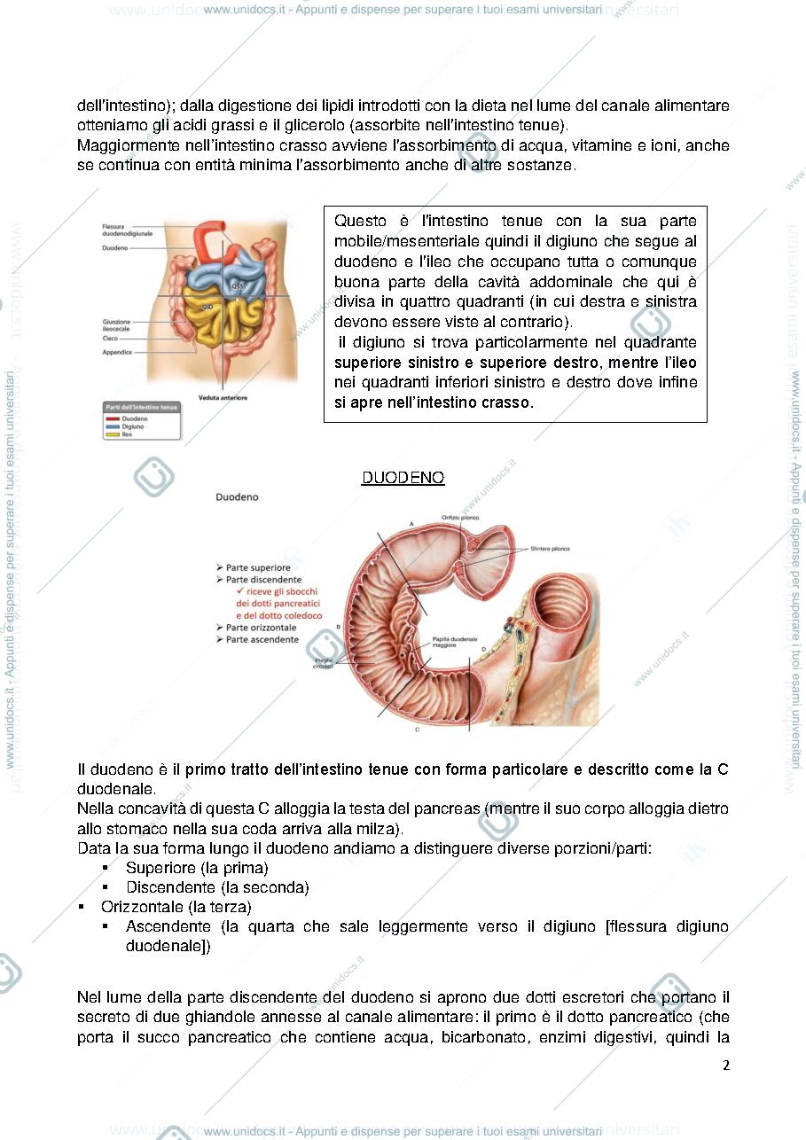 Anteprima pagina 2 — Apparato digerente