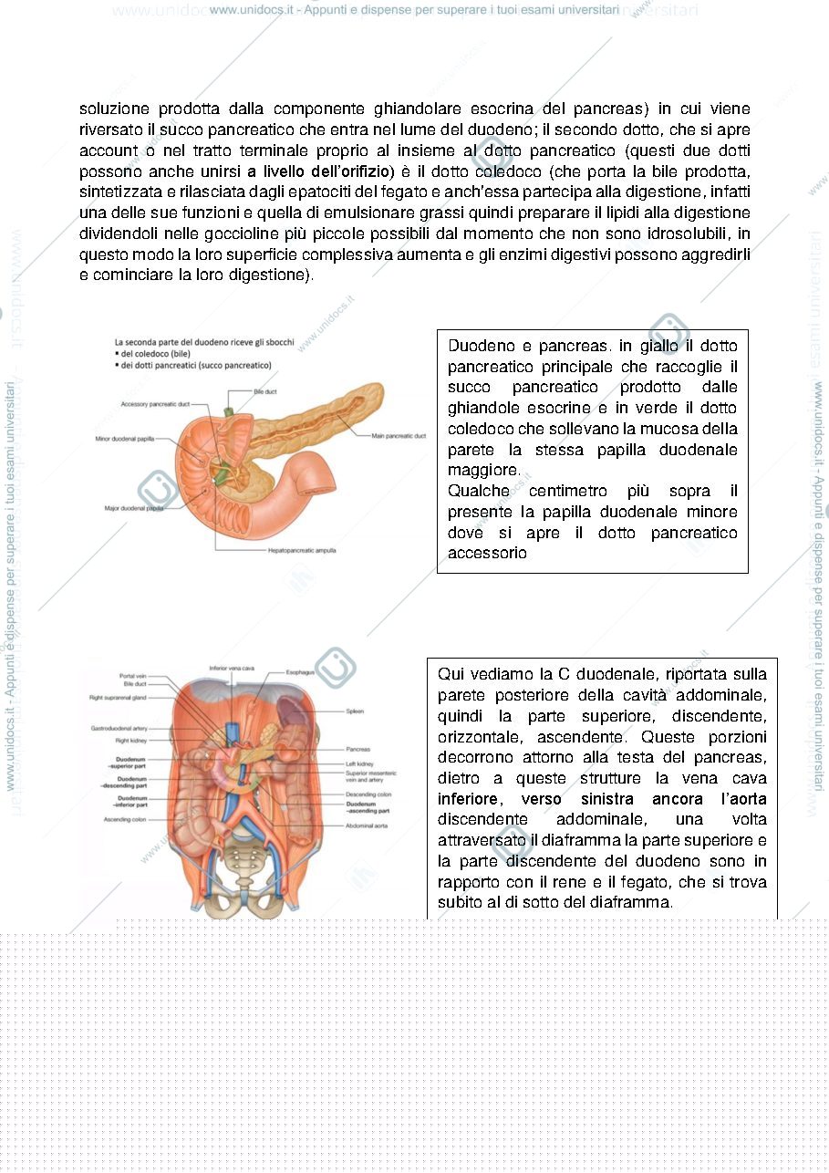 Anteprima pagina 3 — Apparato digerente