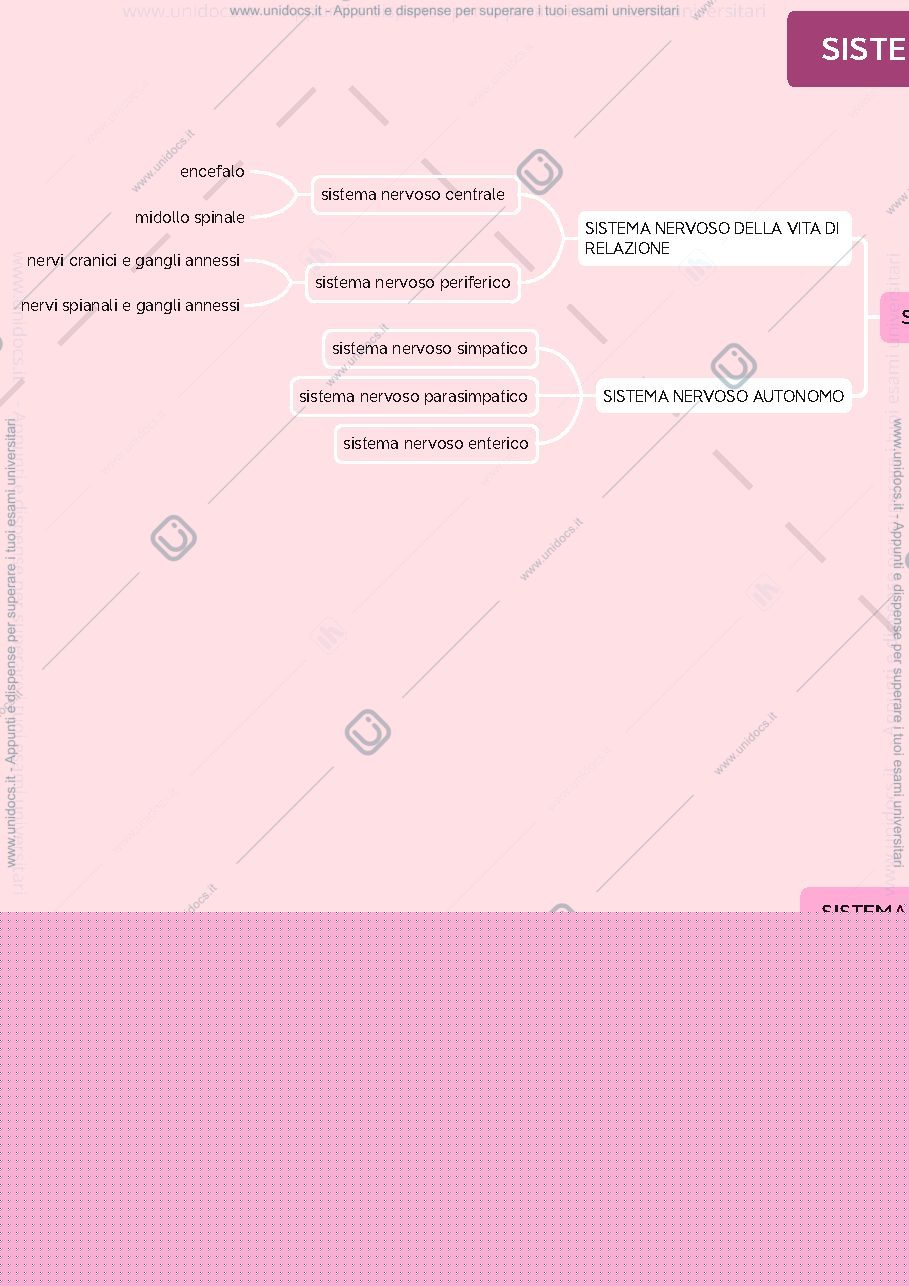Anteprima pagina 1 — sistema nervoso