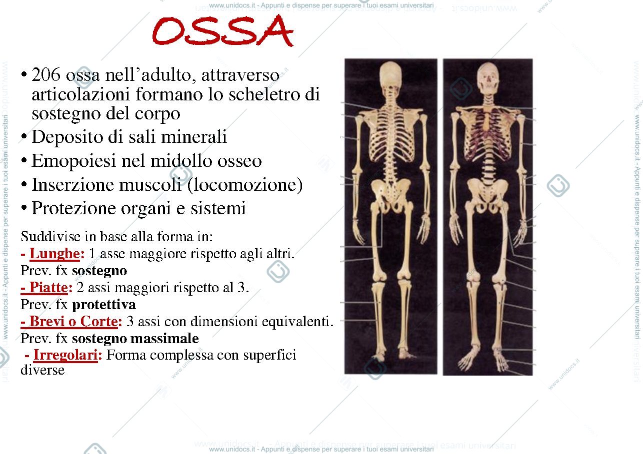 Anteprima pagina 3 — Locomotore