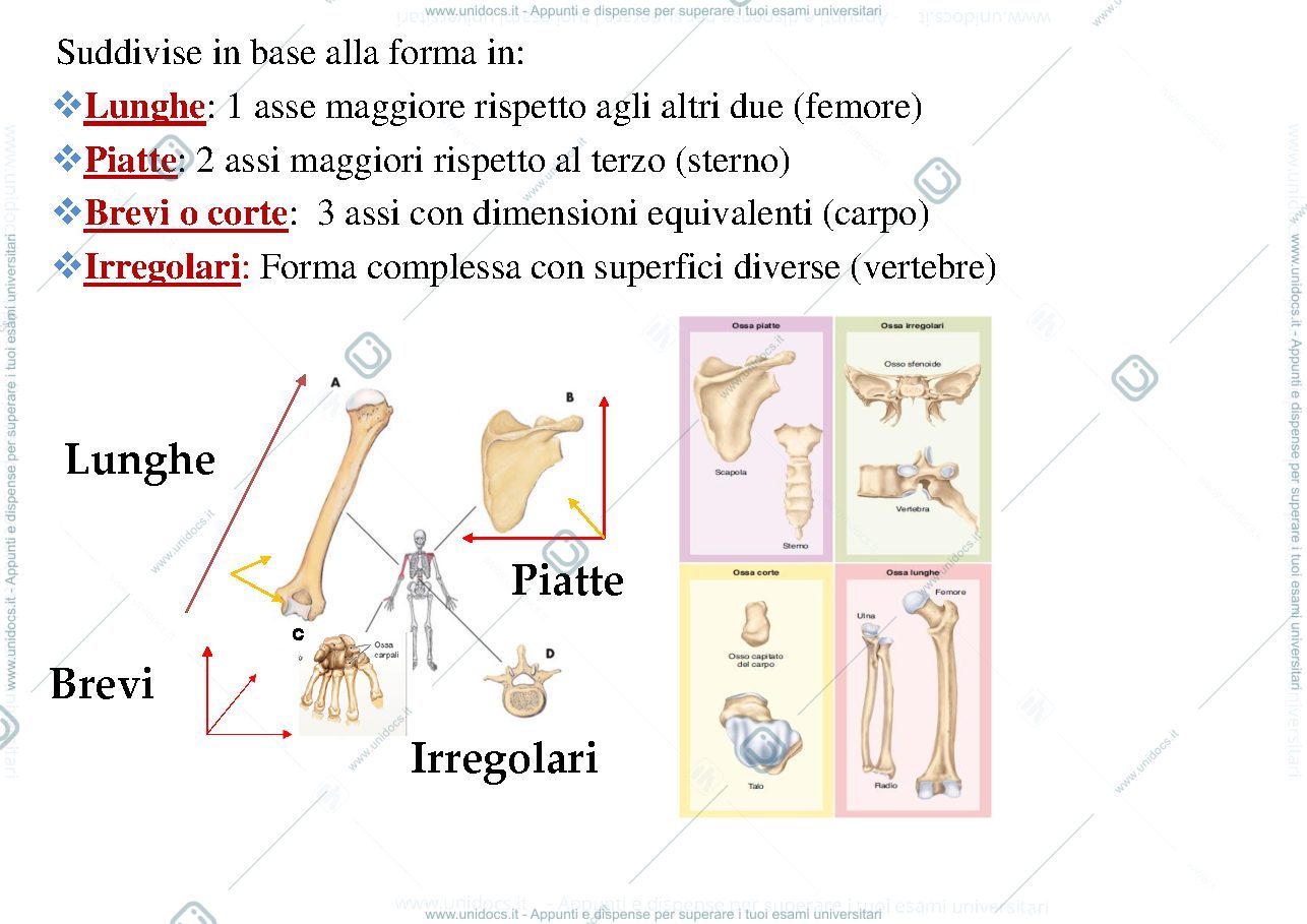 Anteprima pagina 4 — Locomotore