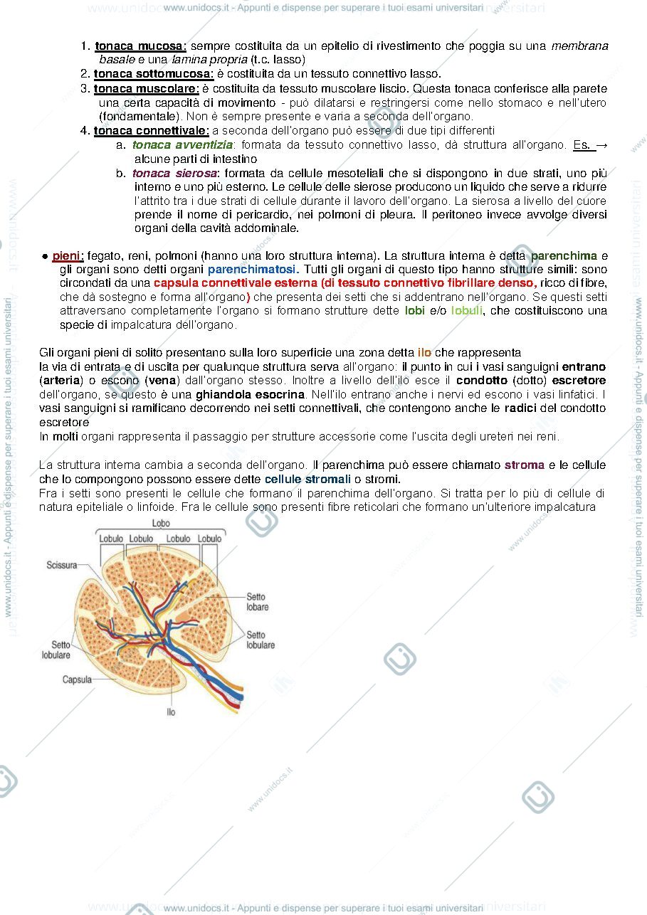 Anteprima pagina 2 — ANATOMIA