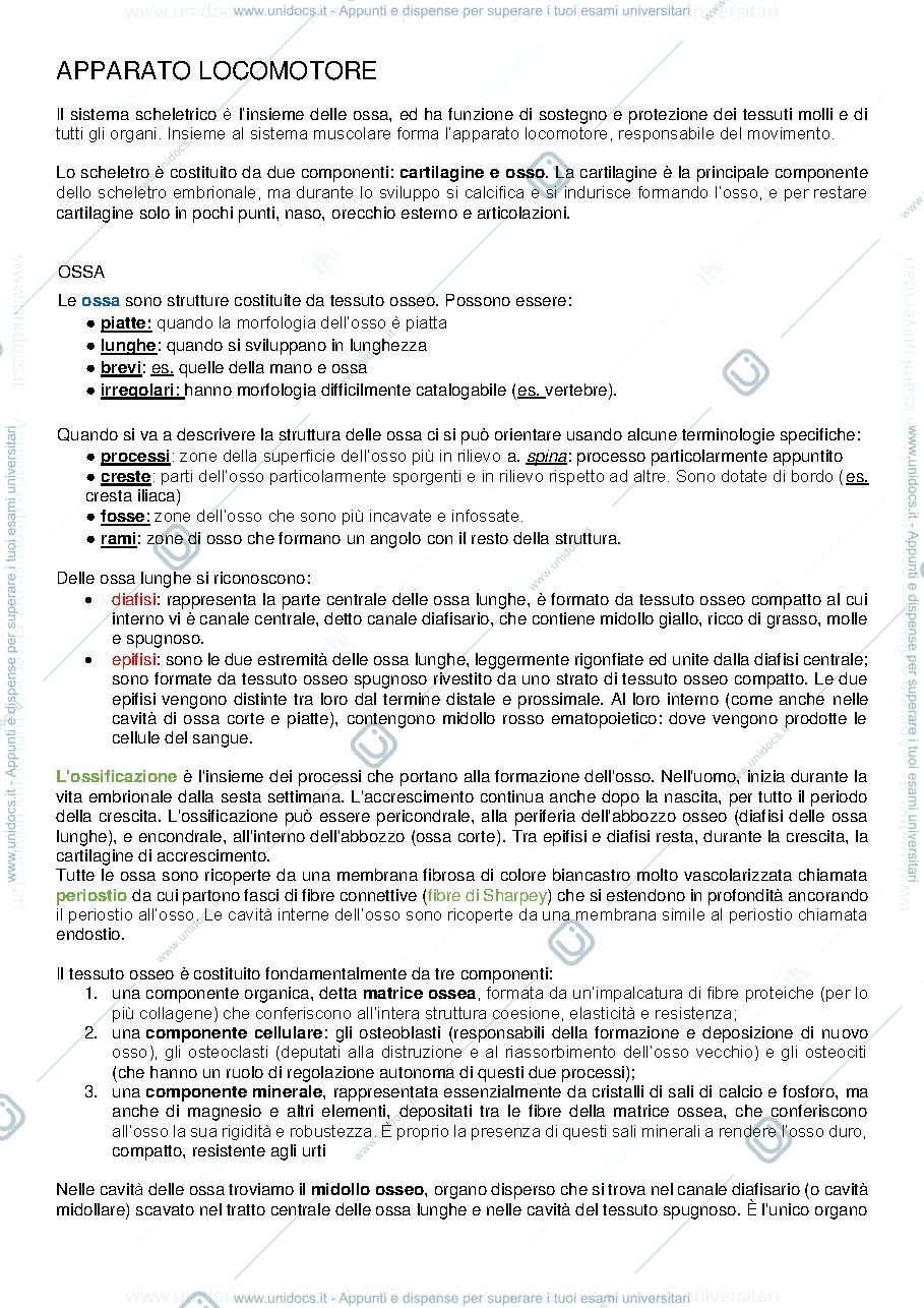Anteprima pagina 3 — ANATOMIA