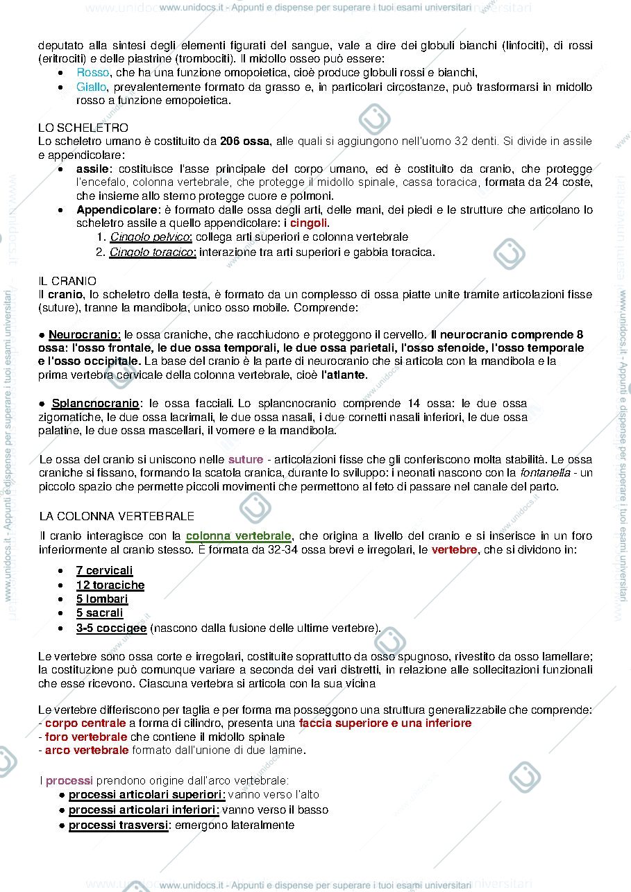 Anteprima pagina 4 — ANATOMIA