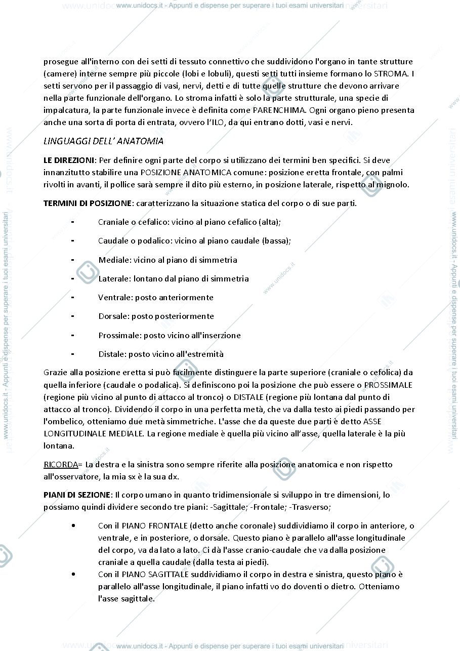 Anteprima pagina 2 — SBOBINA ANATOMIA
