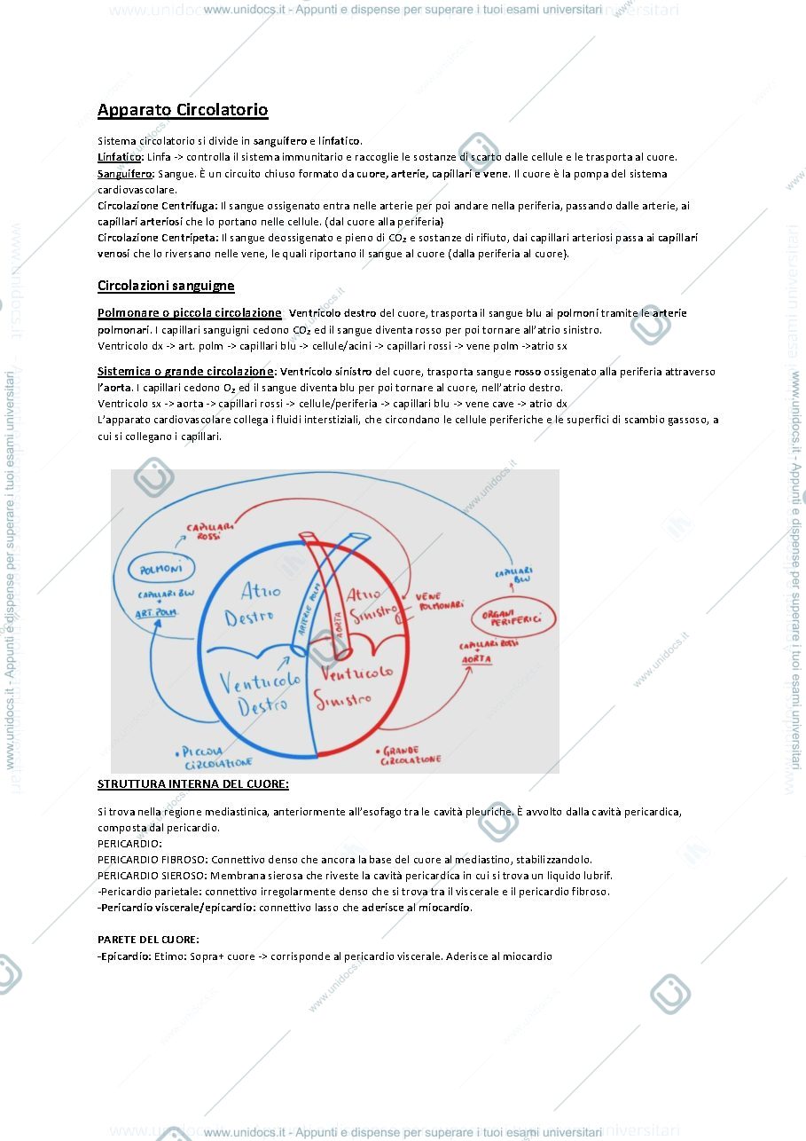 Anteprima pagina 1 — Anatomia 2021. Prof. Salucci