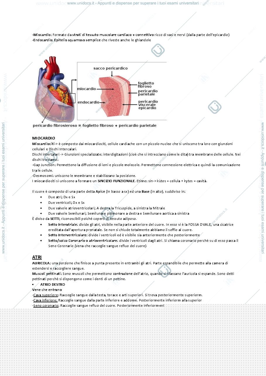 Anteprima pagina 2 — Anatomia 2021. Prof. Salucci