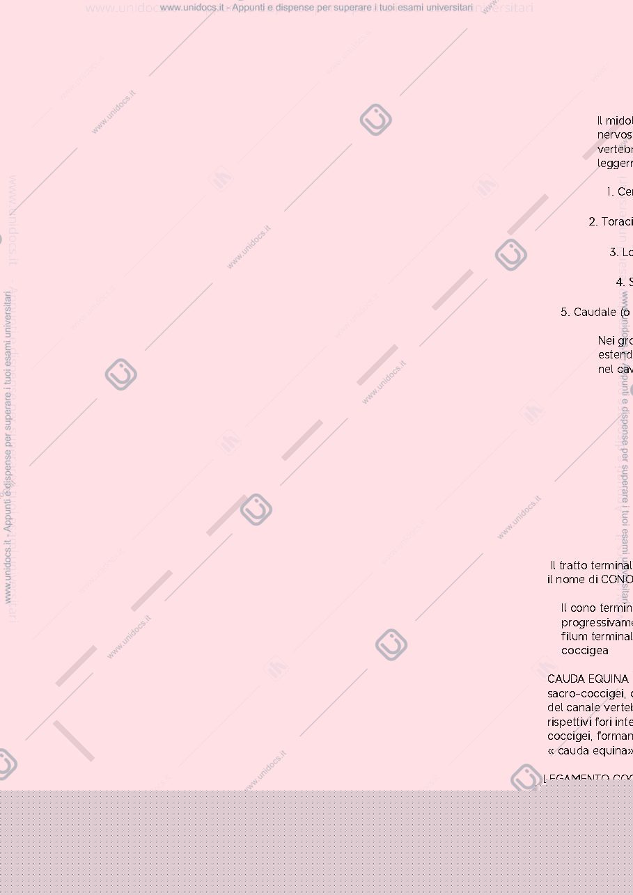 Anteprima pagina 1 — midollo spinale