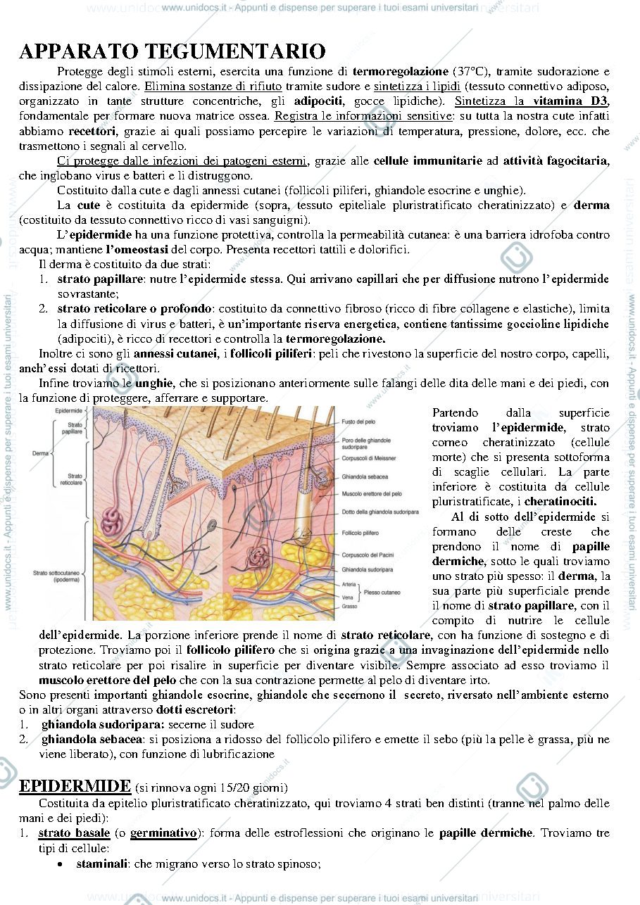Anteprima pagina 1 — Apparato tegumentario