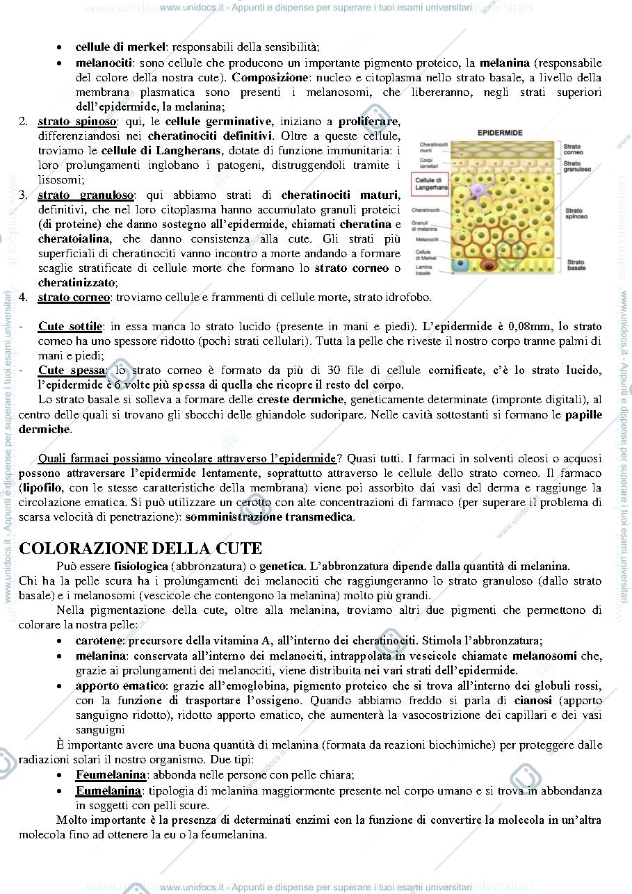 Anteprima pagina 2 — Apparato tegumentario