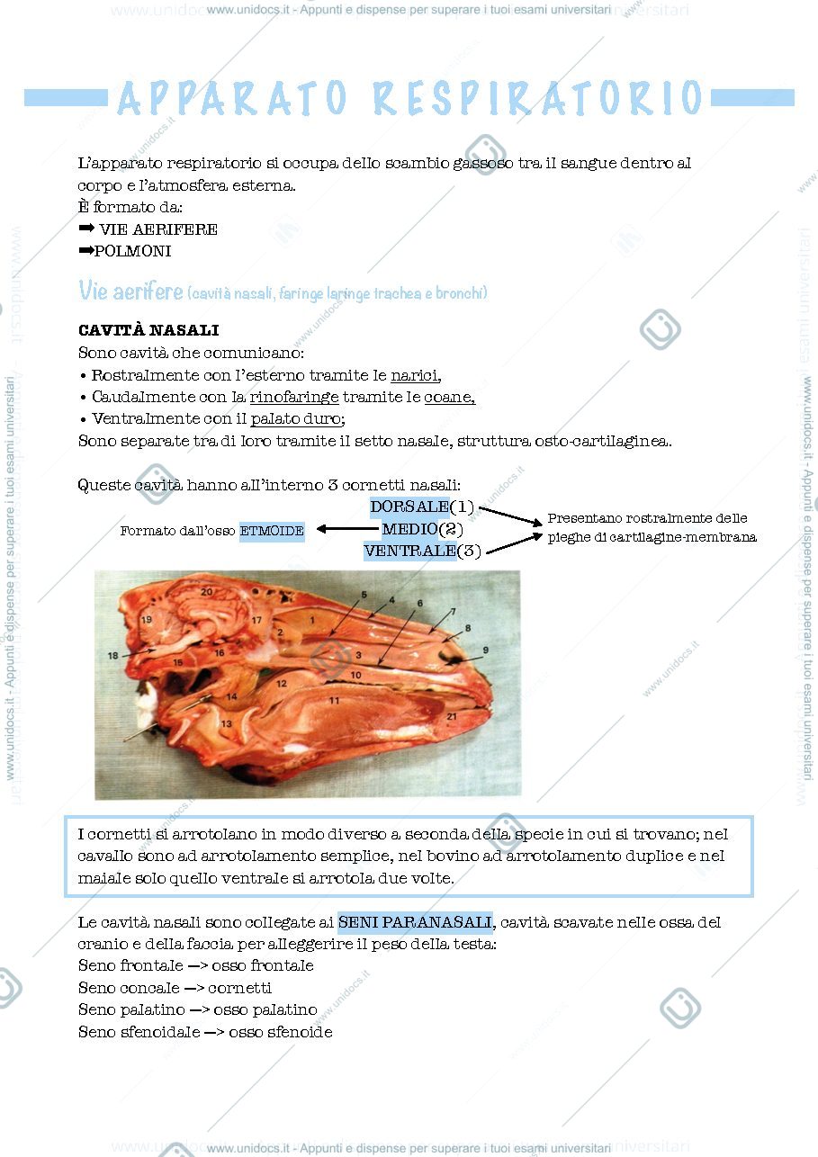 Anteprima pagina 1 — APPARATO RESPIRATORIO