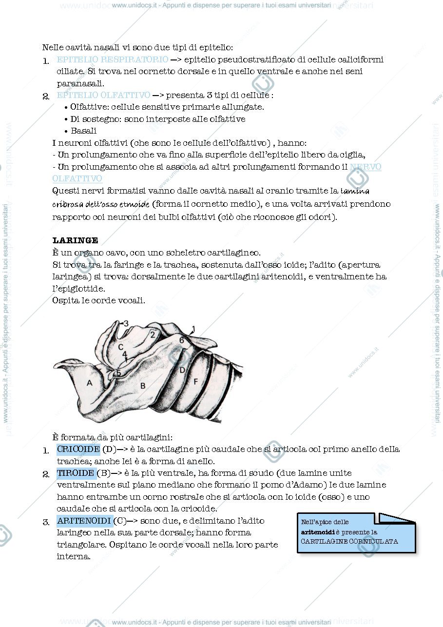 Anteprima pagina 2 — APPARATO RESPIRATORIO