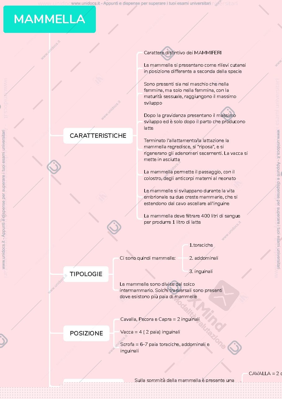Anteprima pagina 1 — mammella