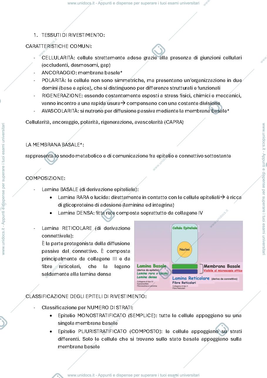 Anteprima pagina 4 — istologia