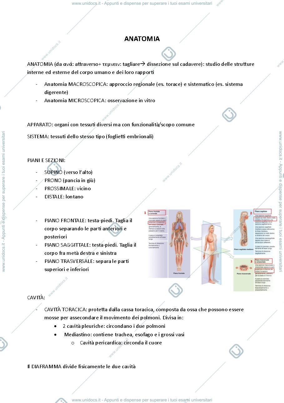 Anteprima pagina 1 — appunti anatomia 2025-26