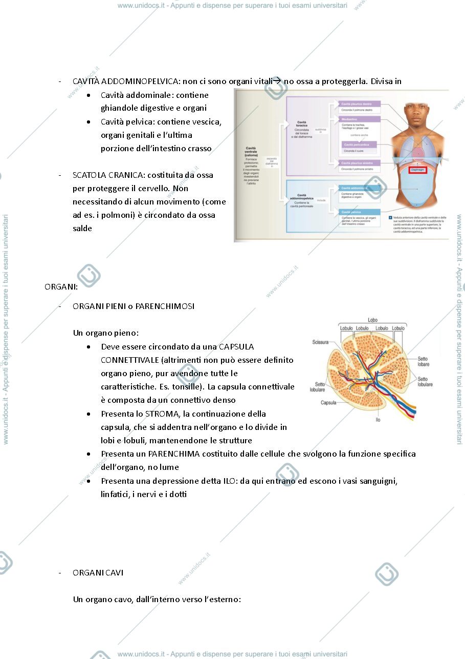 Anteprima pagina 2 — appunti anatomia 2025-26