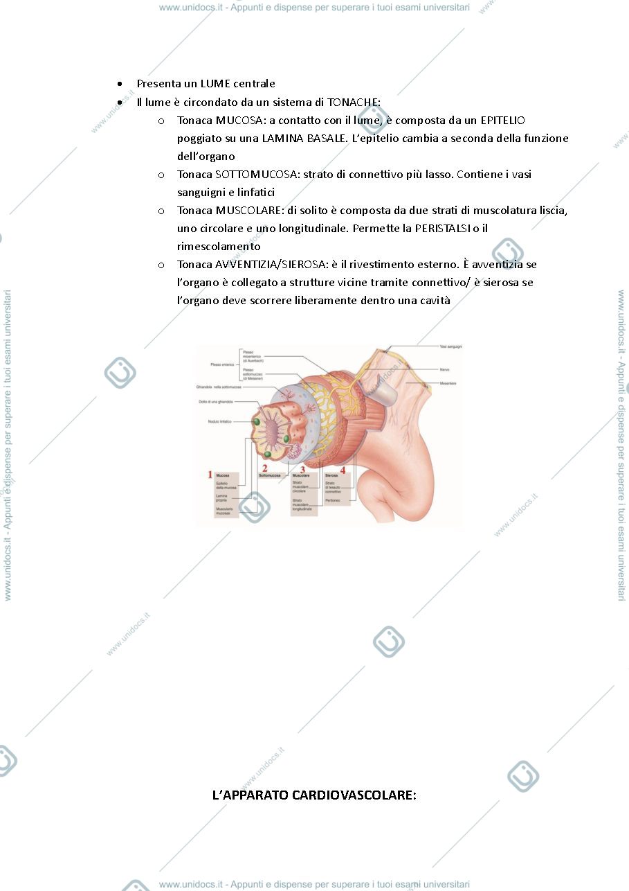 Anteprima pagina 3 — appunti anatomia 2025-26