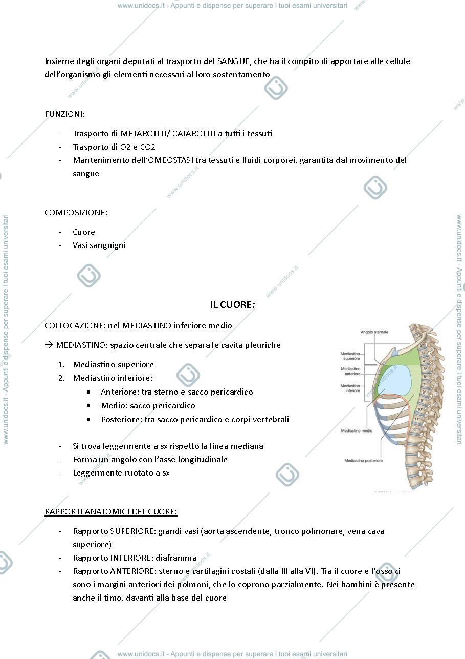 Anteprima pagina 4 — appunti anatomia 2025-26