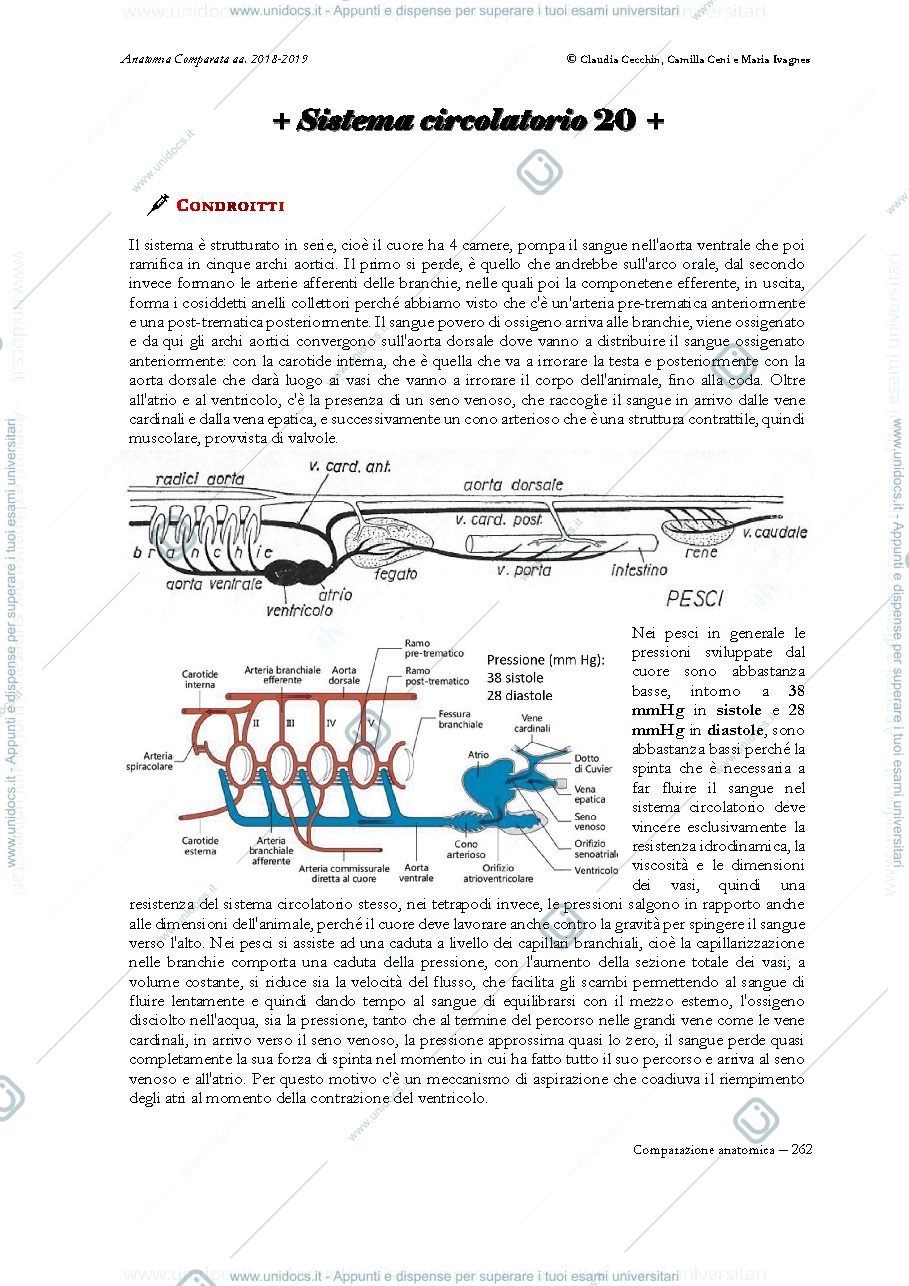 Anteprima pagina 1 — Anatomia Comparata