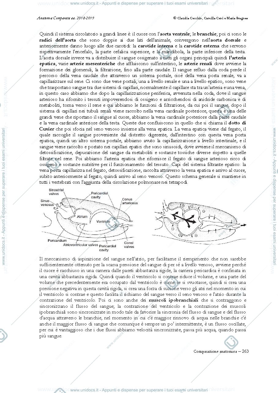 Anteprima pagina 2 — Anatomia Comparata