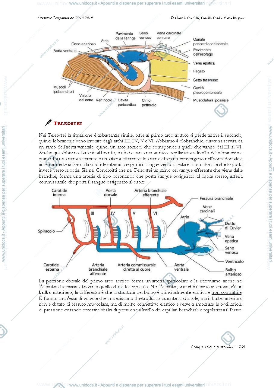Anteprima pagina 3 — Anatomia Comparata