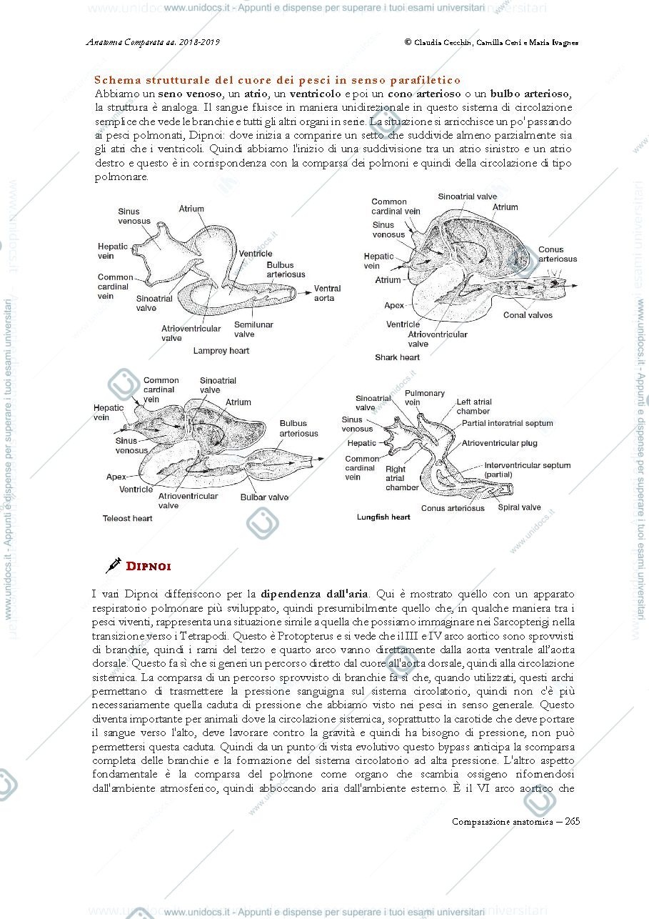 Anteprima pagina 4 — Anatomia Comparata