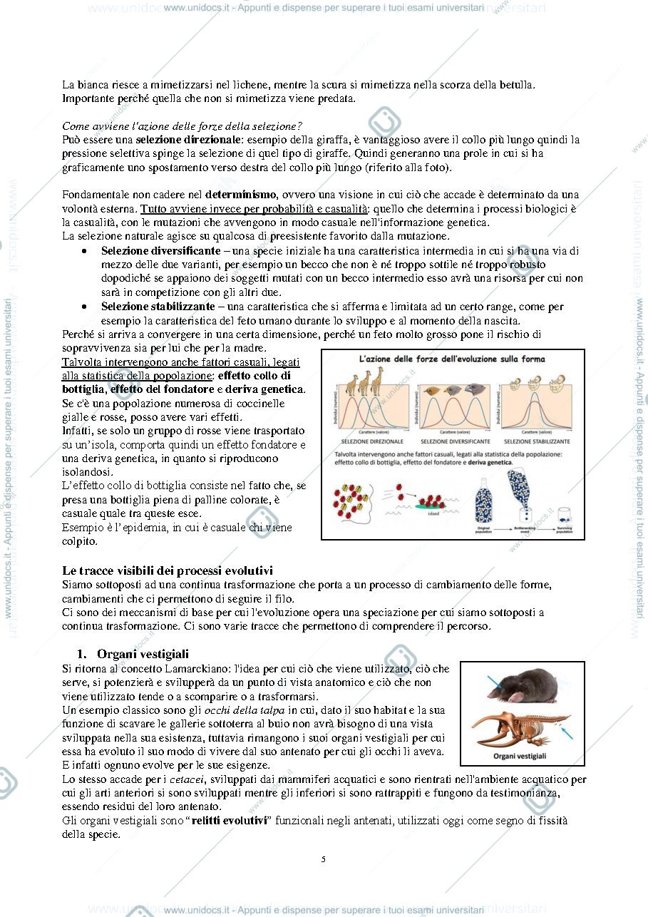 Anteprima pagina 5 — ANATOMIA COMPARATA (AA.2019-2020) - F. Vanzi 