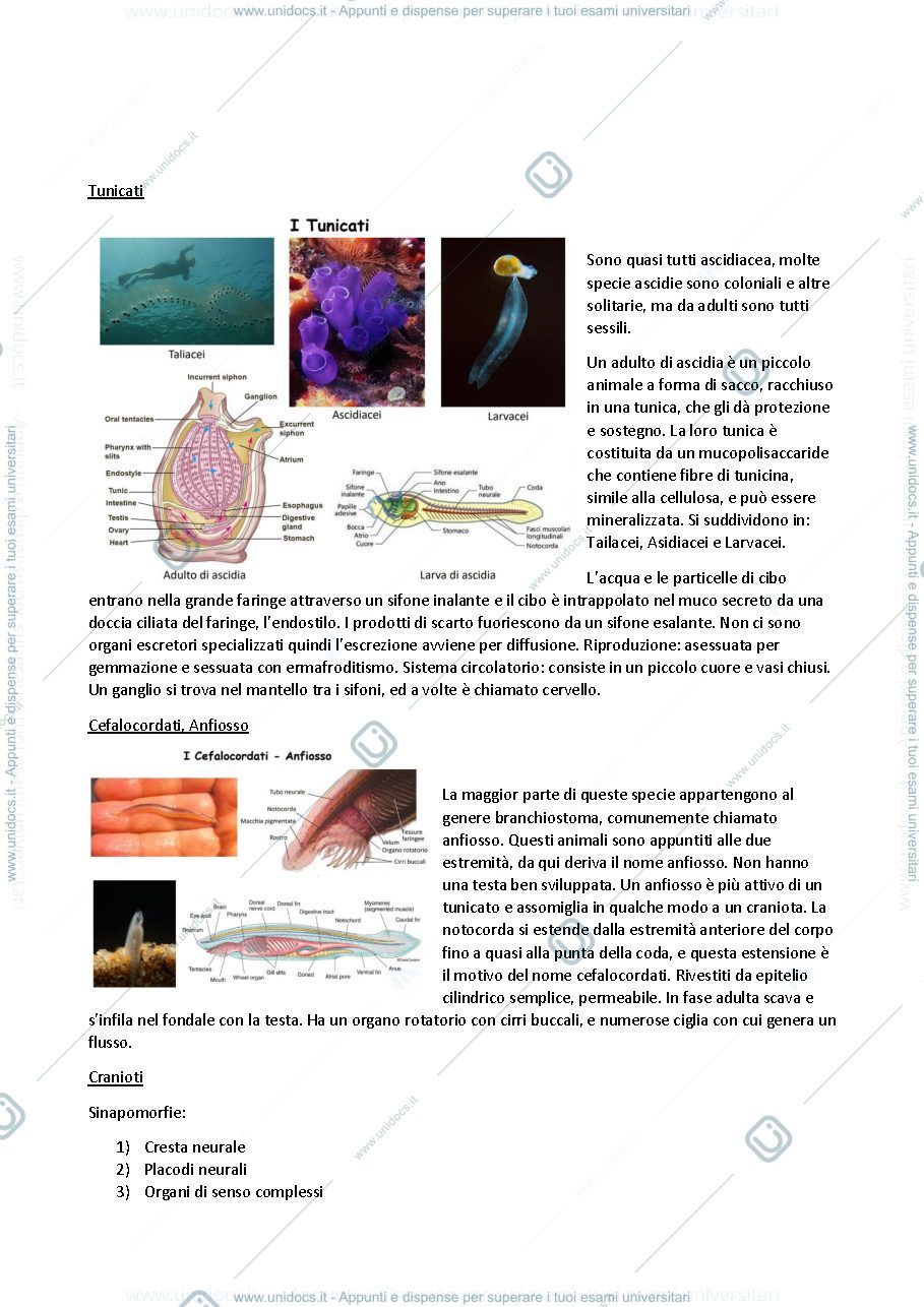 Anteprima pagina 4 — Anatomia comparata