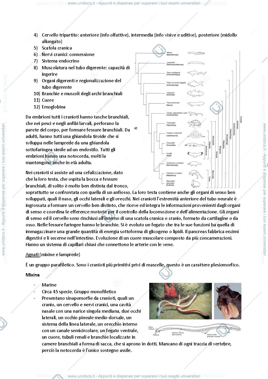 Anteprima pagina 5 — Anatomia comparata