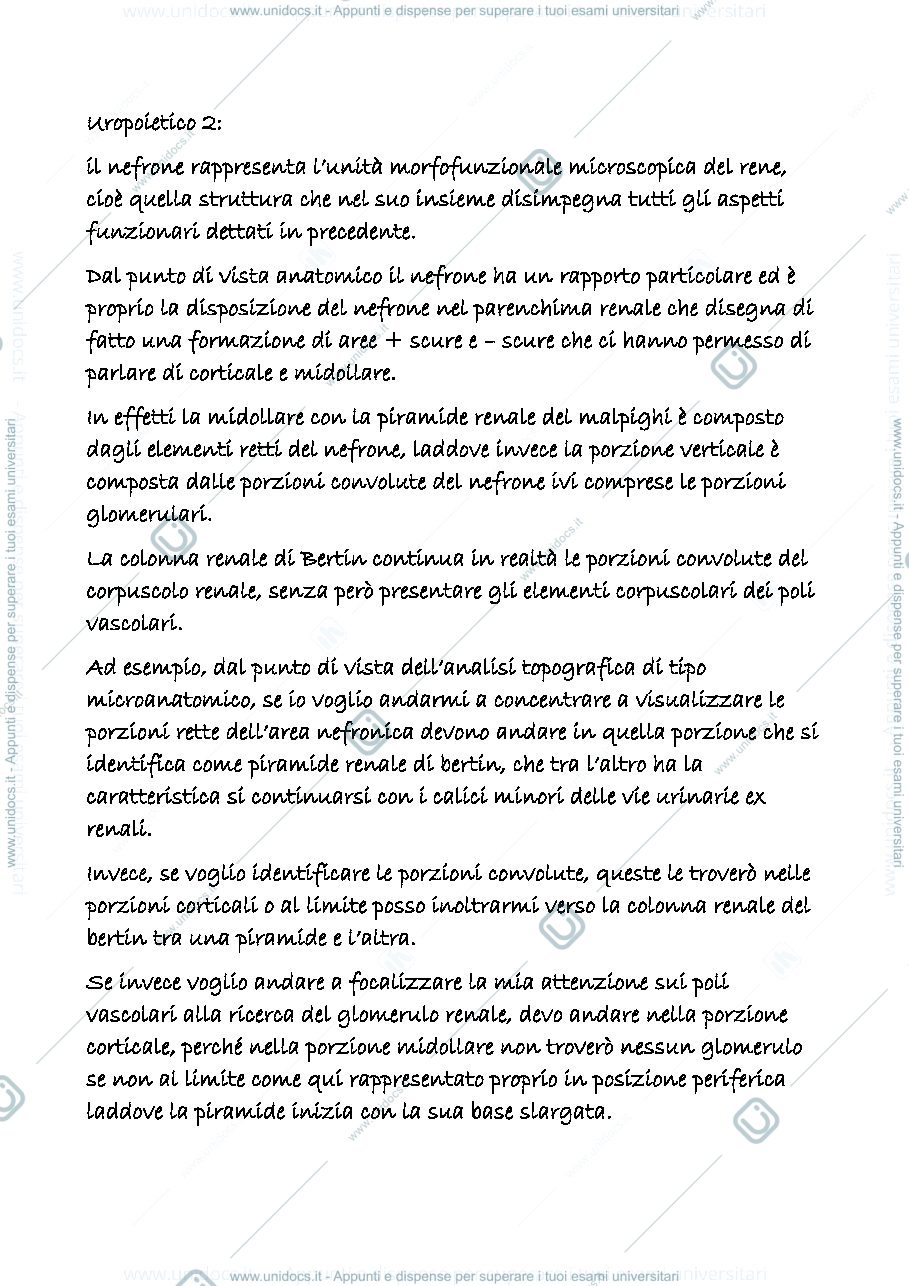 Anteprima pagina 1 — uropoietico 2