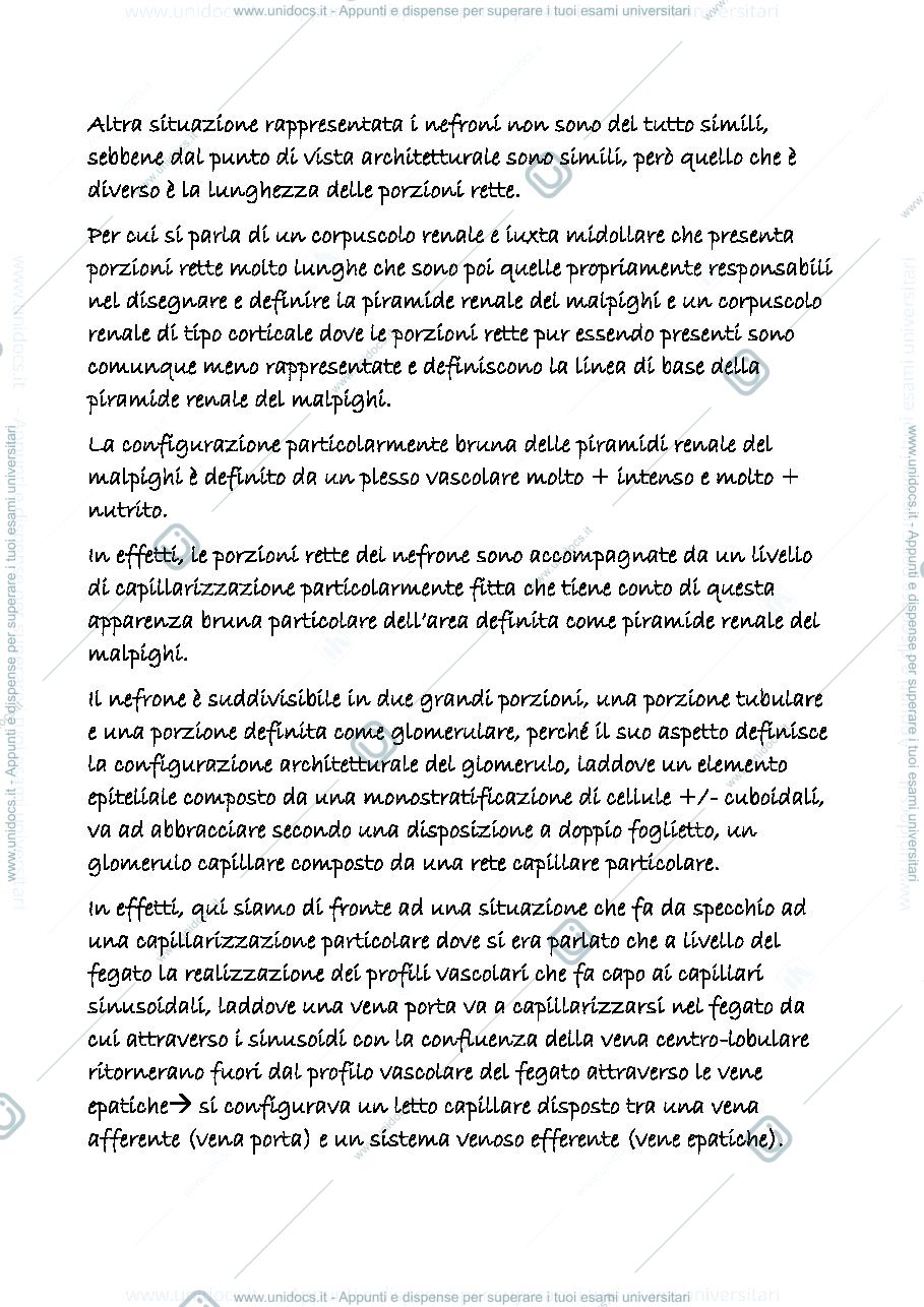 Anteprima pagina 2 — uropoietico 2