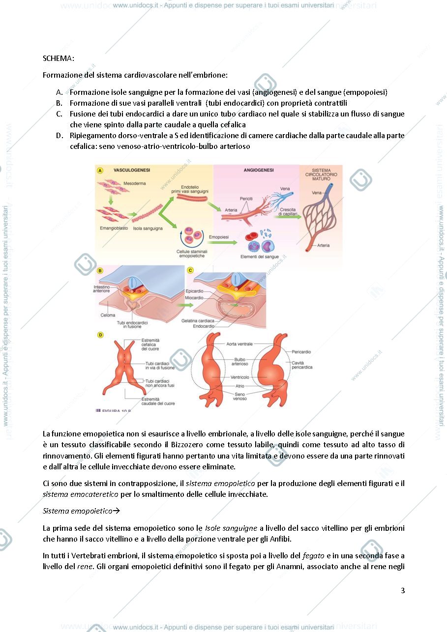 Anteprima pagina 3 — Anatomia comparata