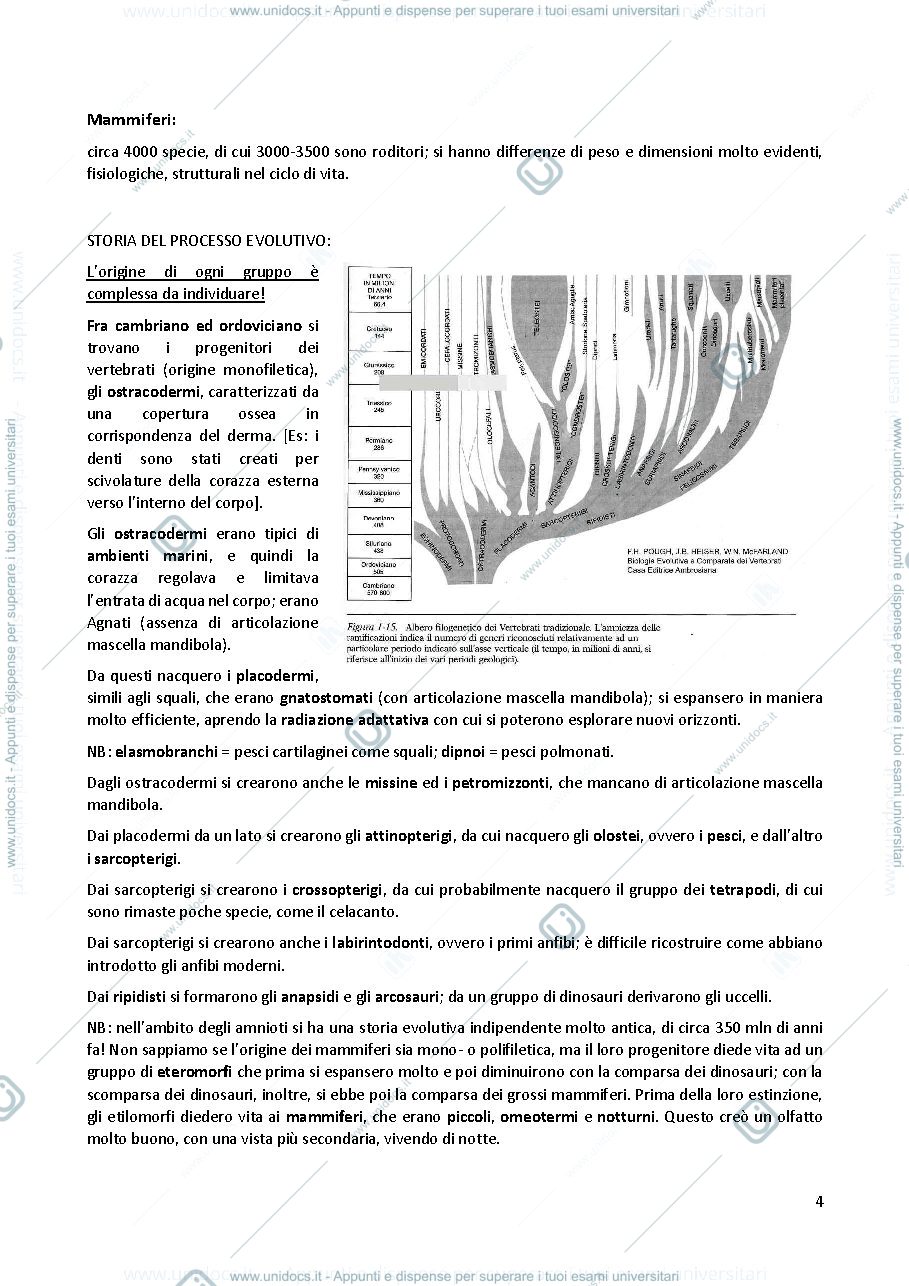 Anteprima pagina 4 — Anatomia comparata 