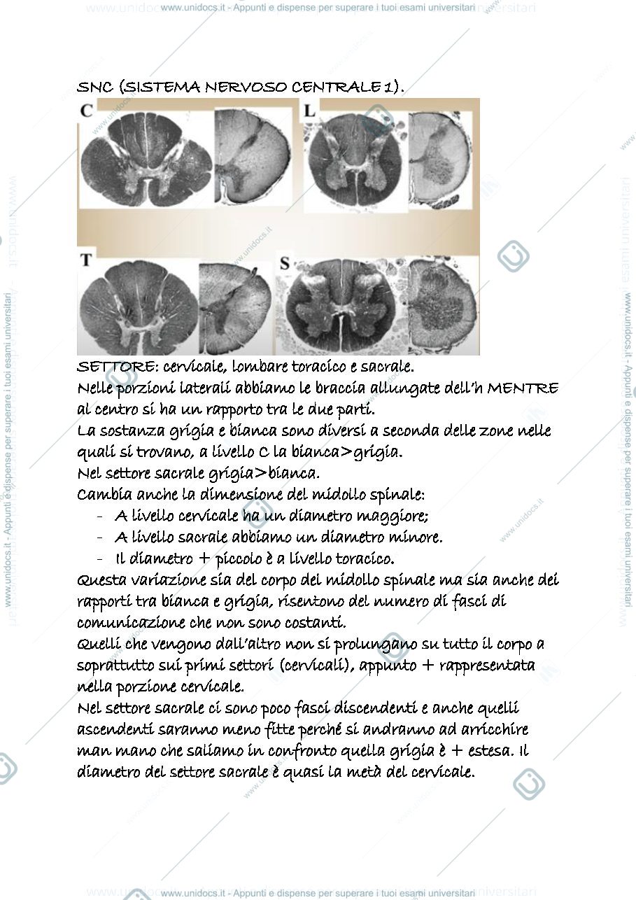 Anteprima pagina 1 — sistema nervoso centrale snc
