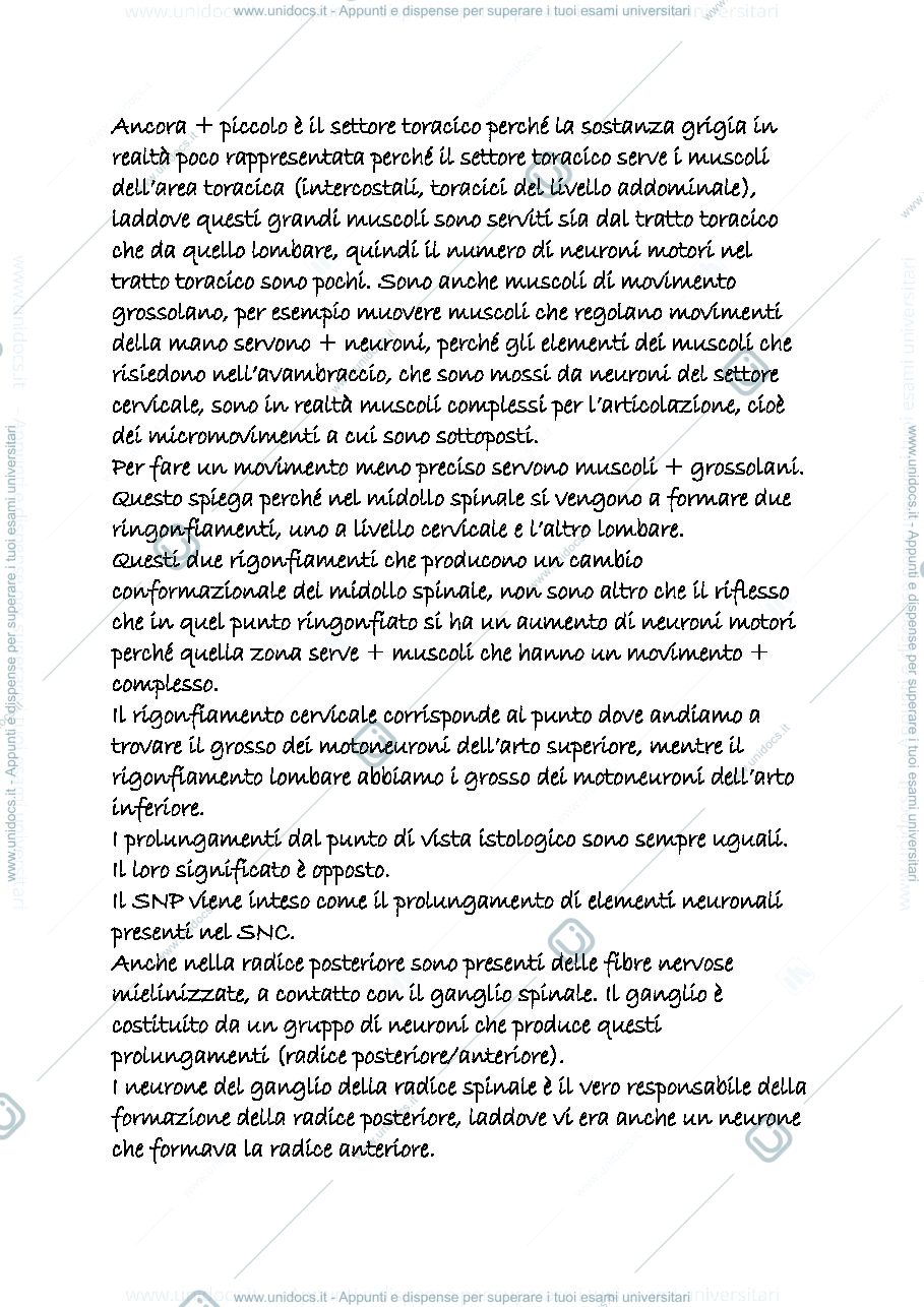 Anteprima pagina 2 — sistema nervoso centrale snc