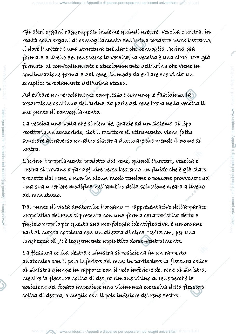 Anteprima pagina 2 — uropoietico 1