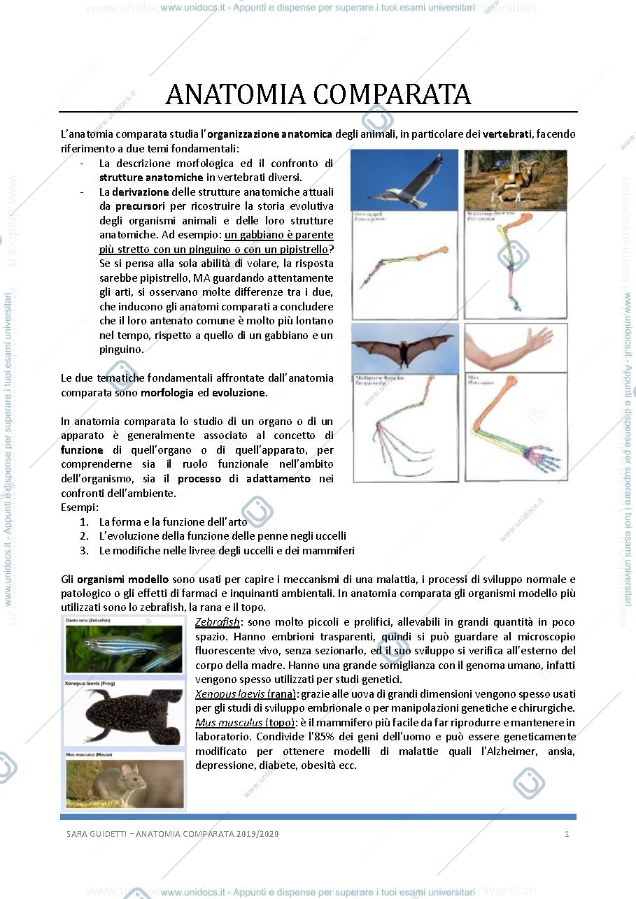 Anteprima pagina 1 — Anatomia