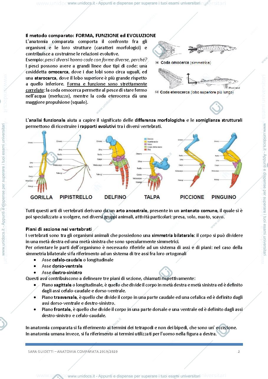 Anteprima pagina 2 — Anatomia