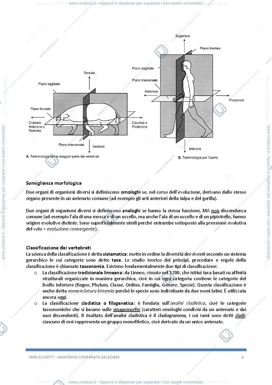 Anteprima pagina 3 — Anatomia