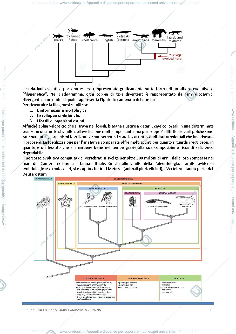 Anteprima pagina 4 — Anatomia