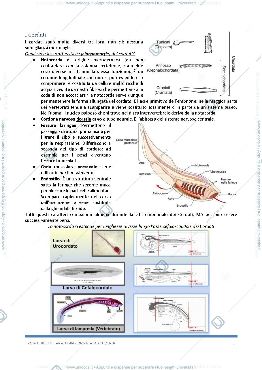 Anteprima pagina 5 — Anatomia
