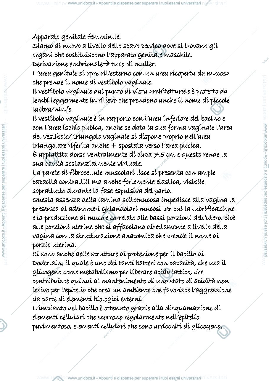 Anteprima pagina 1 — genitale femminile 1