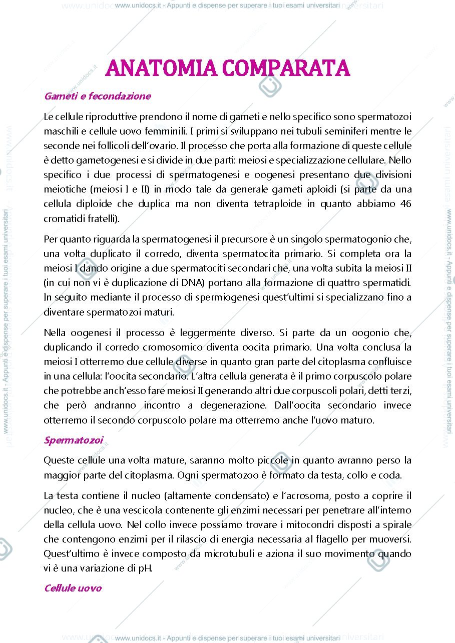 Anteprima pagina 1 — Gameti, fecondazione e segmentazione