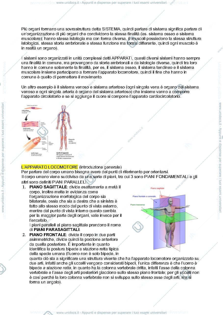 Anteprima pagina 2 — introduzione all'anatomia 