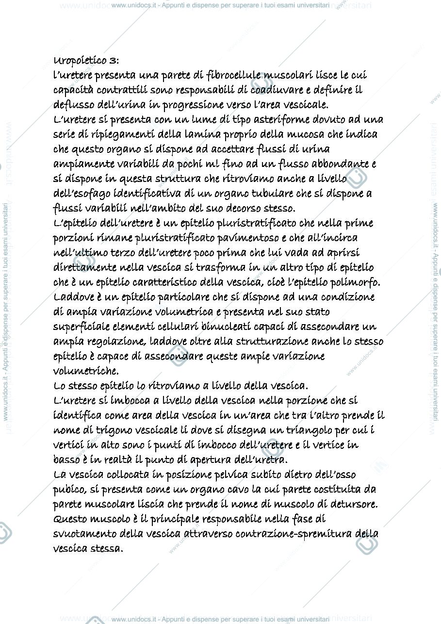 Anteprima pagina 1 — uropoietico 3
